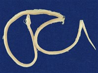 藏品(標蛇)的圖片